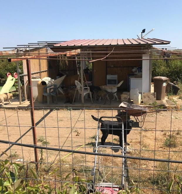 Un cane nella struttura di Sassicaia
