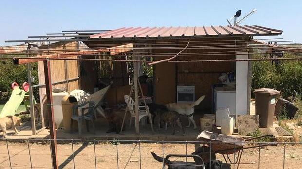 Un cane nella struttura di Sassicaia