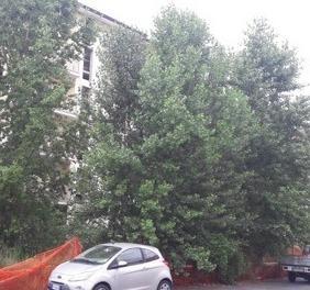 «Alberi a rischio caduta nella “foresta” di Sottorivazzo»
