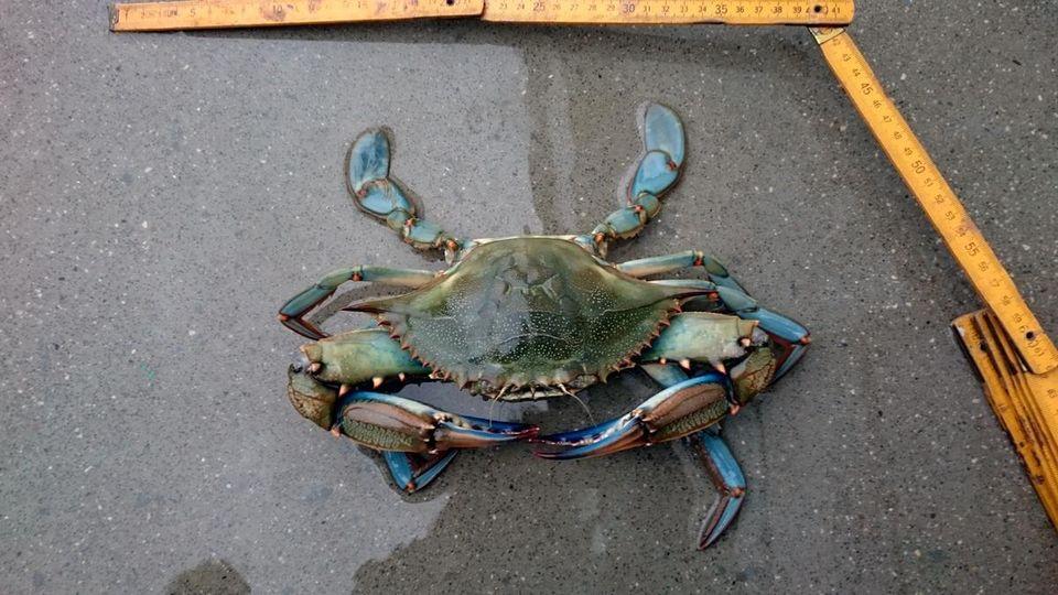 Il granchio reale blu è arrivato nel mar Adriatico