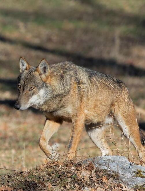 Allarme lupi a Forno Due carcasse di capre trovate vicino al fiume 