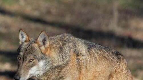 Allarme lupi a Forno Due carcasse di capre trovate vicino al fiume
