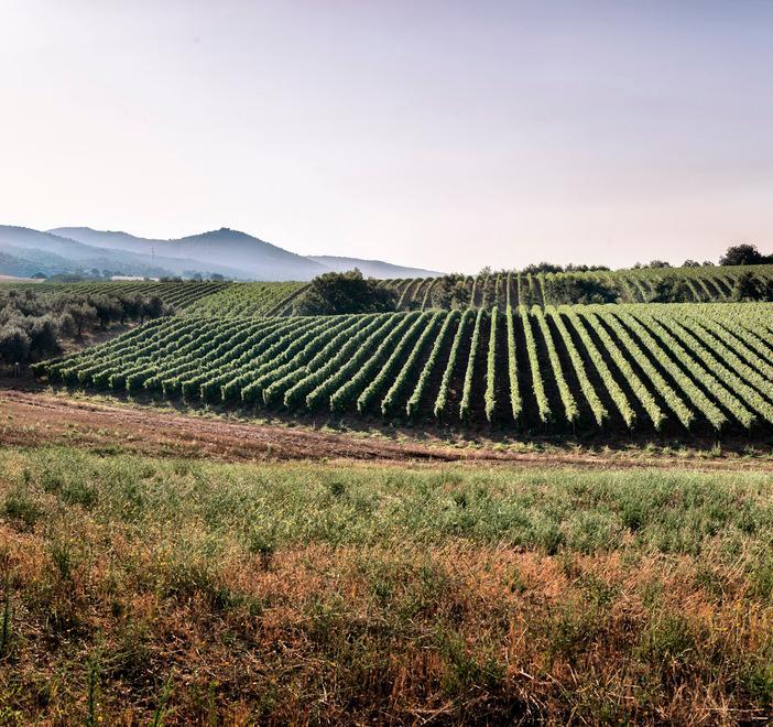 La “provocazione” è l’obiettivo «Facciamo il Sassicaia bianco» 