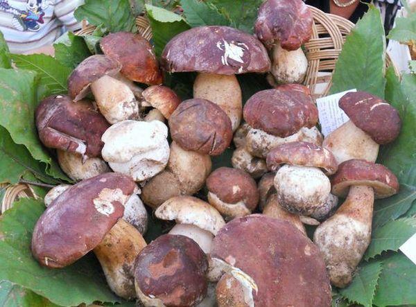 Bigoli, lasagne arrosto o risotto L’importante sono i funghi