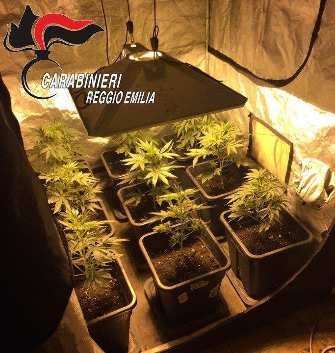 La serra di marijuana nella soffitta della casa di Novellara