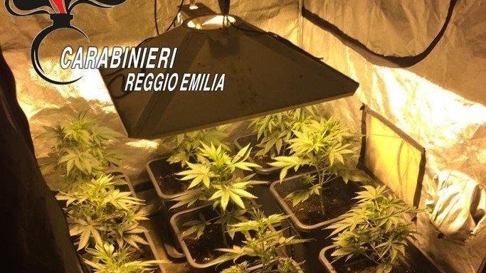La serra di marijuana nella soffitta della casa di Novellara
