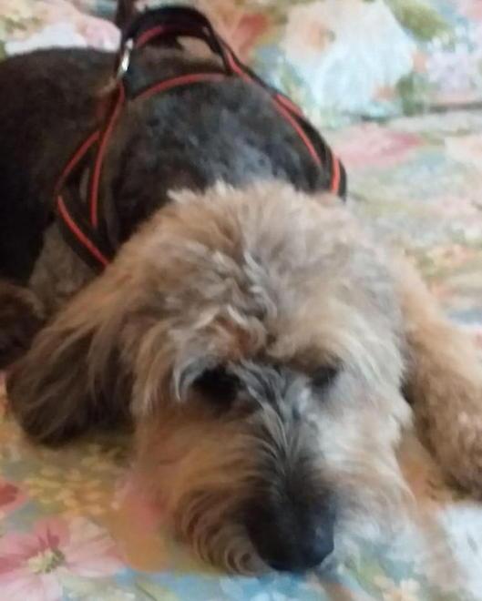 Una petizione per il carabiniere che ha ucciso il cane Holly 
