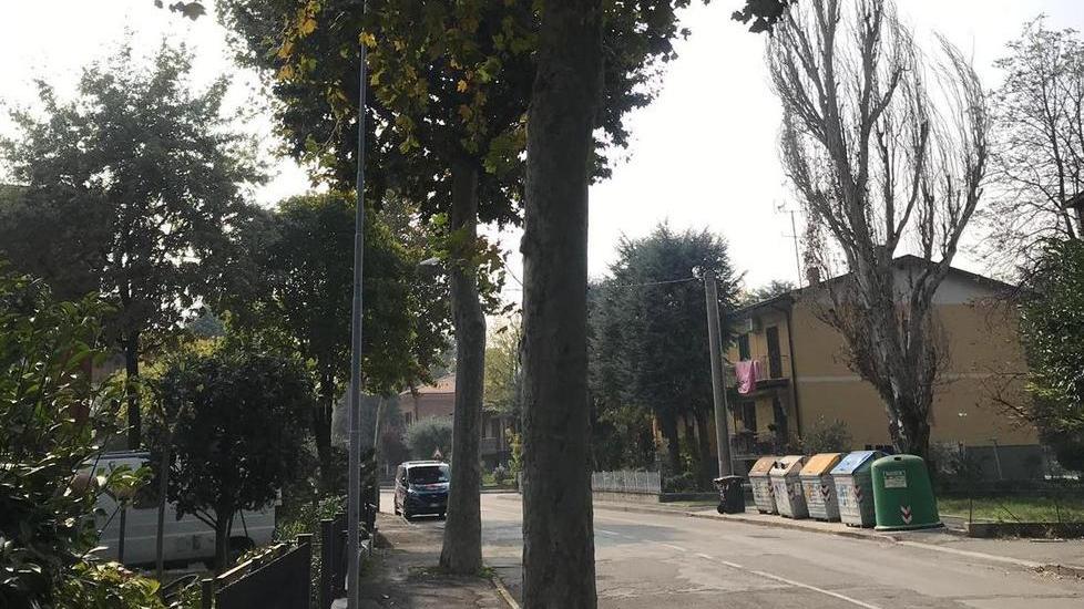 Avvelenano gli alberi Denuncia del Comune e indagini della Forestale