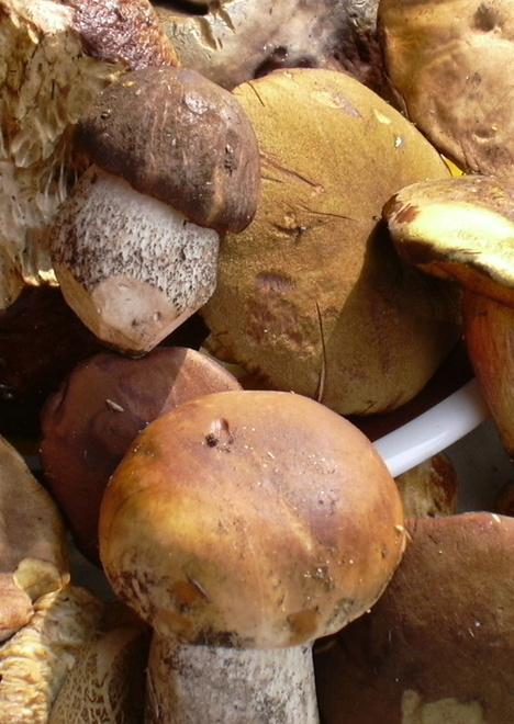 Buon cibo e divertimento con la sagra del fungo
