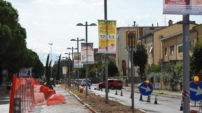 «Non esiste una relazione comparativa che giustifichi l’abbattimento dei pini»