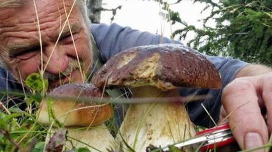 Guida alla raccolta funghi: la carica dei 10mila cercatori. Le regole, i consigli, i prezzi, le multe