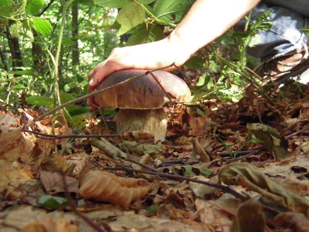 Pensionata si perde mentre cerca funghi: ritrovata nella notte