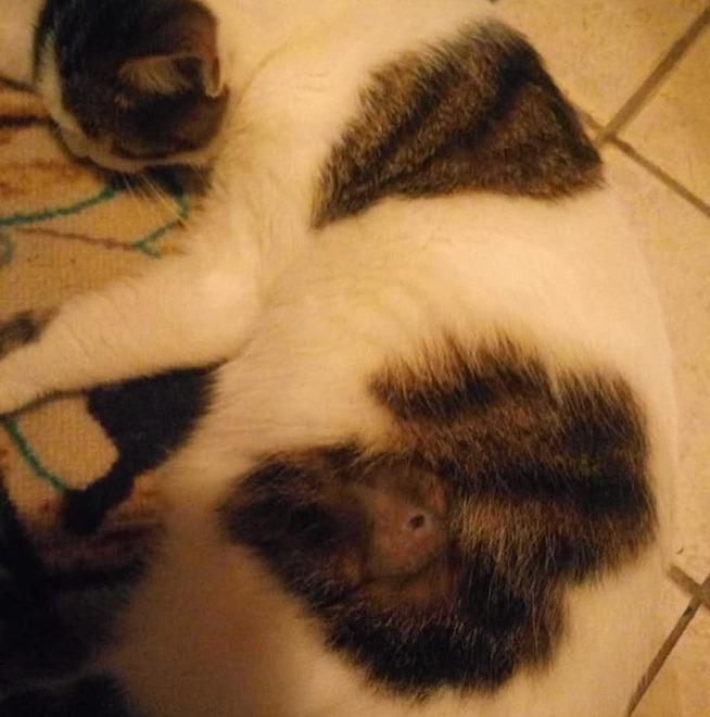 Gatti impallinati a Quiesa
