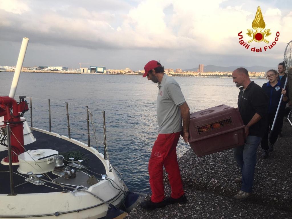 Istrice recuperato alla diga della Vegliaia