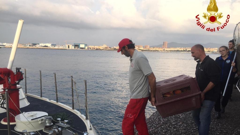 Istrice recuperato alla diga della Vegliaia