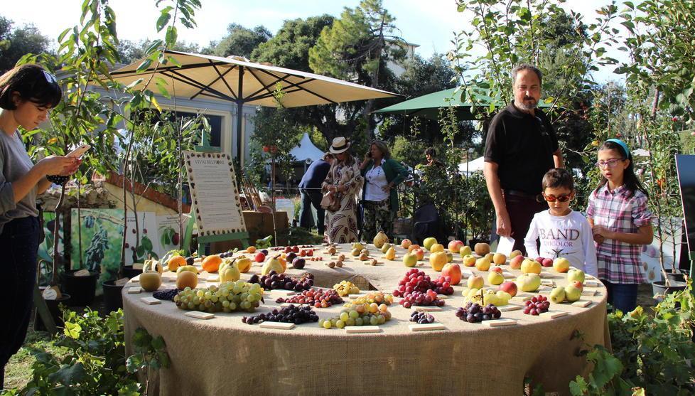 Harborea è sbocciata: rose, letteratura e gusto, undicimila visitatori immersi nel verde 