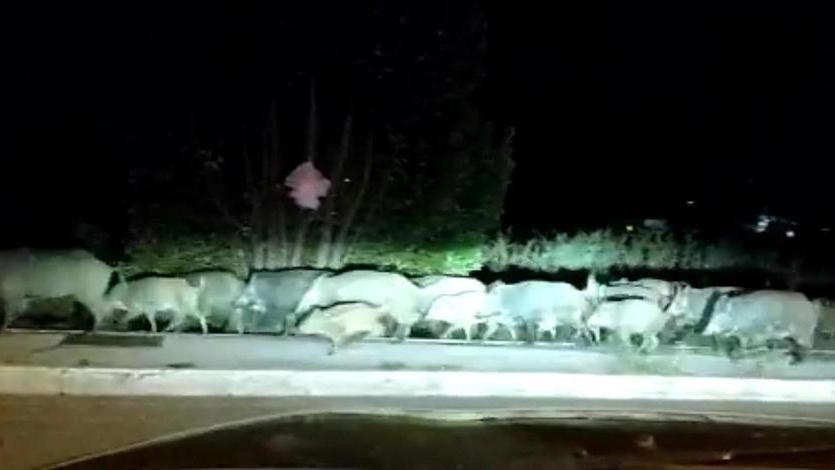 La foto scattata da Ettore Bruni e postata da Filiberto Battisti