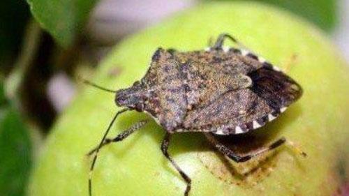 Modena. Cimice asiatica: come tenere fuori l'insetto dalle nostre case