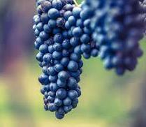La vendemmia è da scoprire