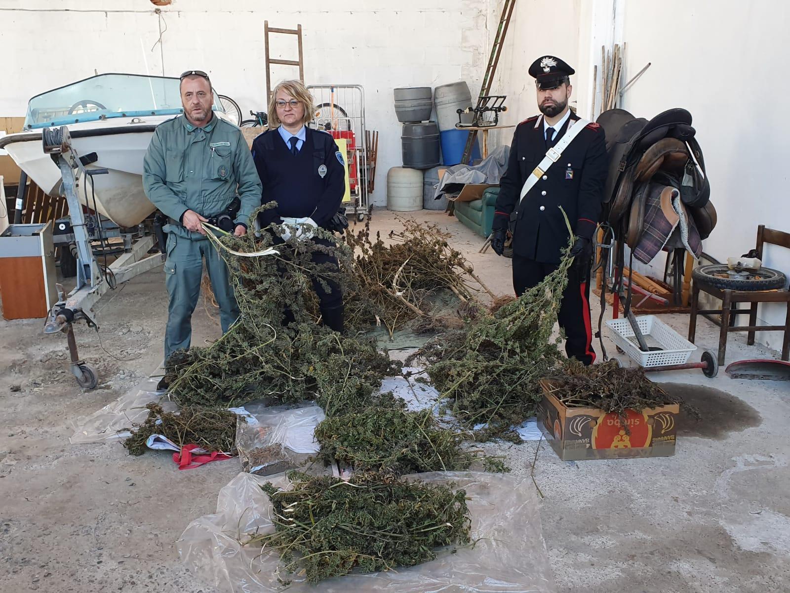 Marijuana a chili nella coltivazione clandestina, arrestato un 39enne