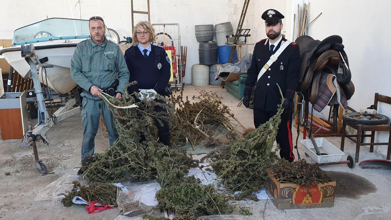 Marijuana a chili nella coltivazione clandestina, arrestato un 39enne