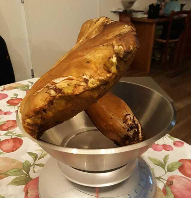 Raccolta da record con il fungo da 1,5 chili