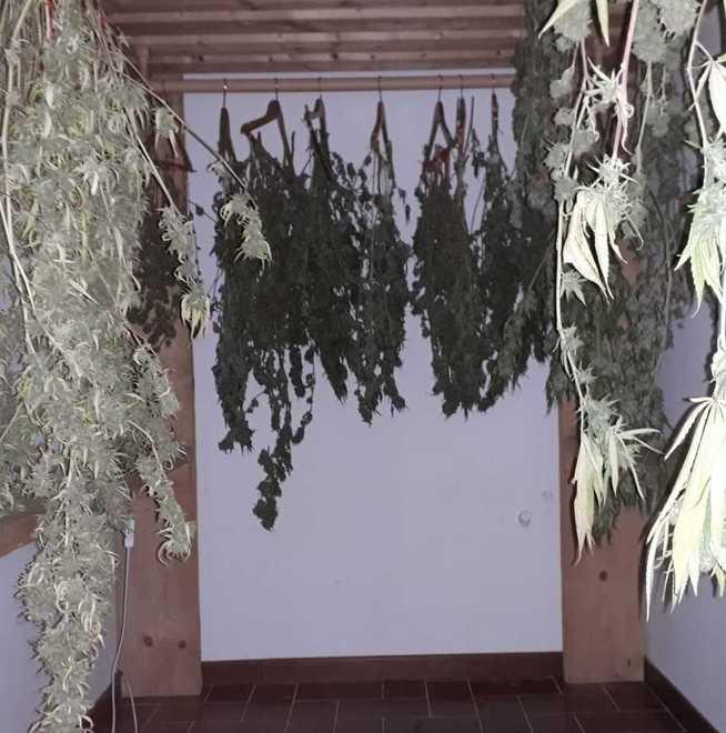 Arrestato un 31enne, coltivava in casa le piante di marijuana 