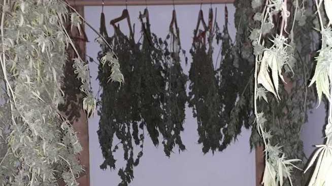 Arrestato un 31enne, coltivava in casa le piante di marijuana
