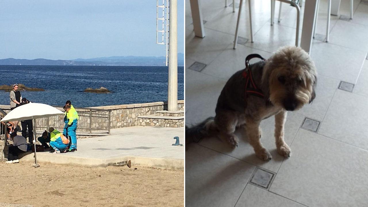 I soccorritori davanti alla carcassa del cagnolino (FOTO da Giglio news) e la cagnolina Holly