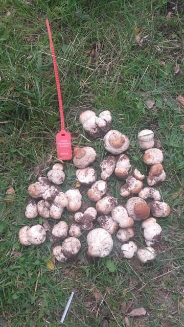 I funghi porcini con il cappello sotto i 4 centimetri sequestrati al raccoglitore