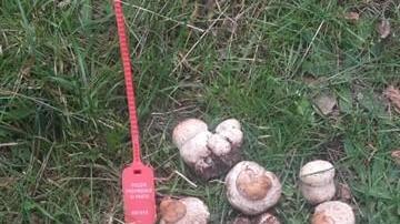I funghi porcini con il cappello sotto i 4 centimetri sequestrati al raccoglitore