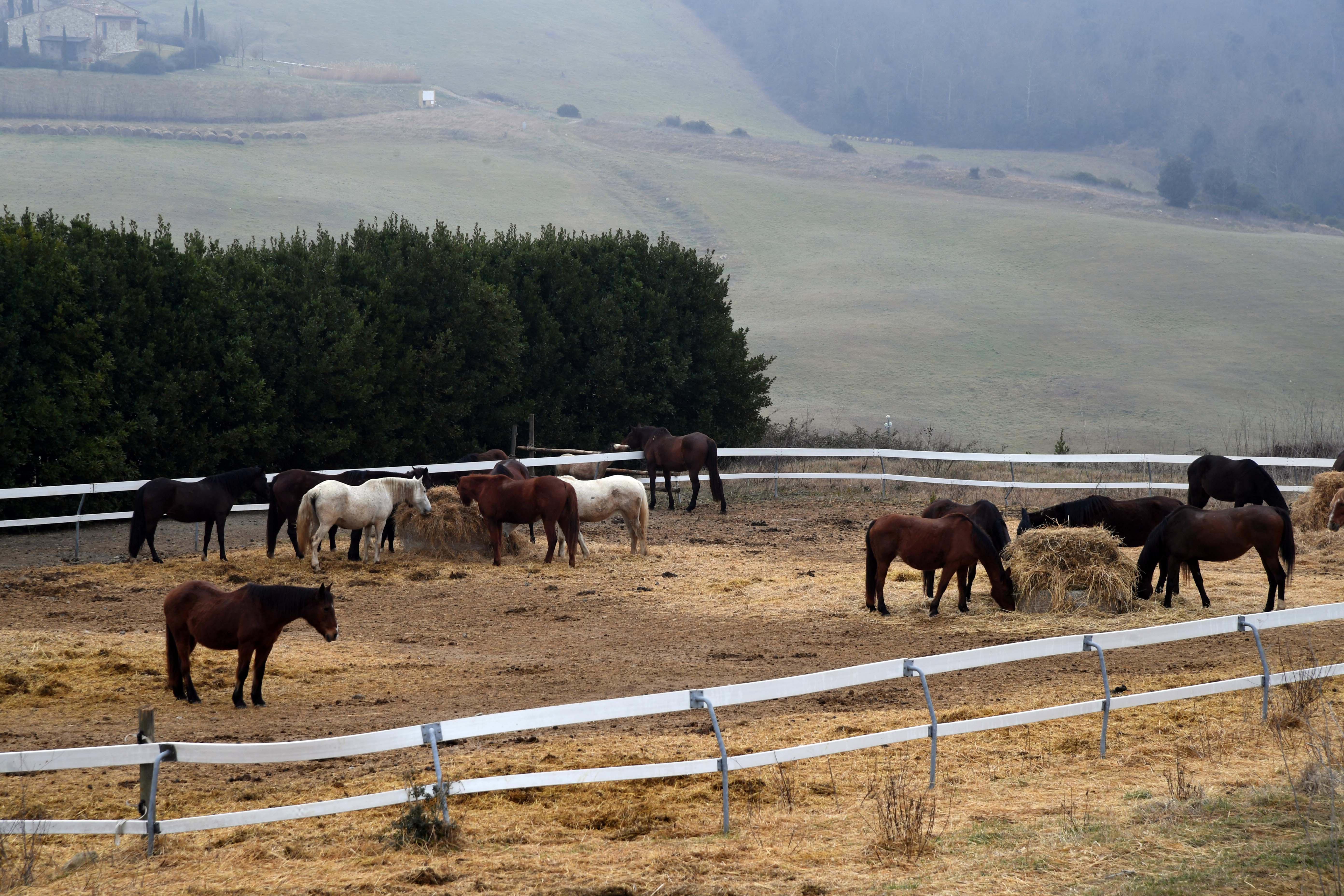 Cavalli all'interno del recinto nel centro di recupero gestito dall'Italian horse protection a Volterra