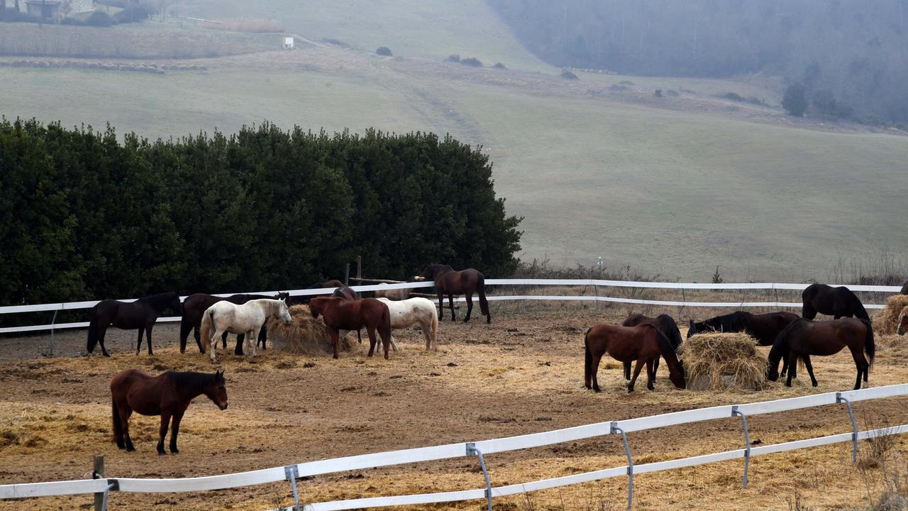 Cavalli all'interno del recinto nel centro di recupero gestito dall'Italian horse protection a Volterra