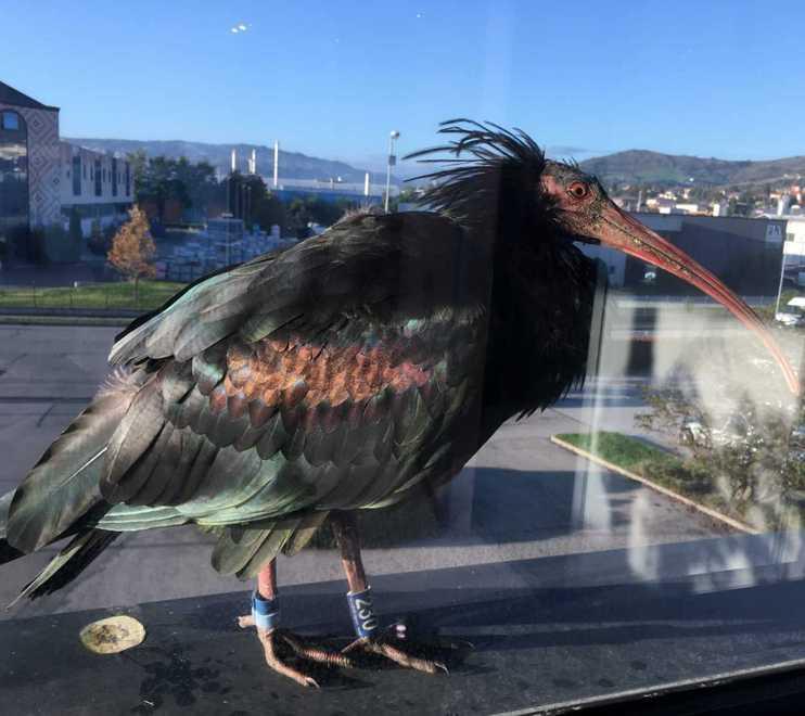 Oskar, il rarissmo ibis eremita sul balcone della ceramica Ariostea a Castellarano