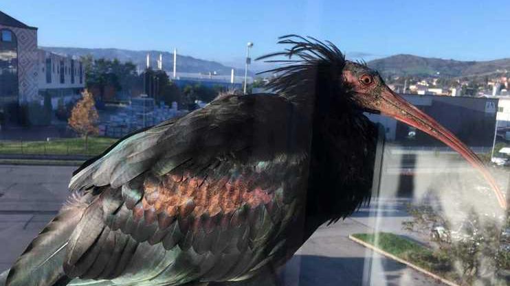 Oskar, il rarissmo ibis eremita sul balcone della ceramica Ariostea a Castellarano