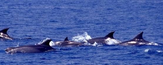 Da Piombino a Viareggio nasce il primo Sic a mare per proteggere i delfini