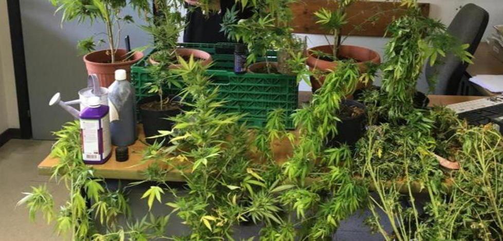 Coltiva marijuana in casa alle Badie e viene arrestato 