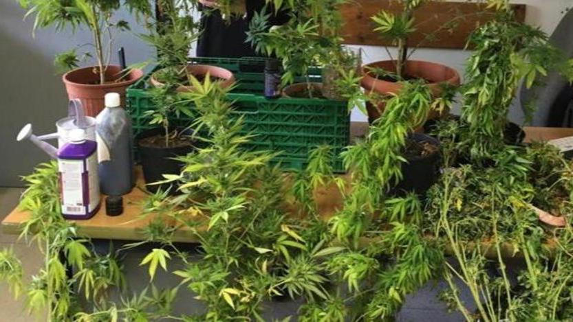 Coltiva marijuana in casa alle Badie e viene arrestato