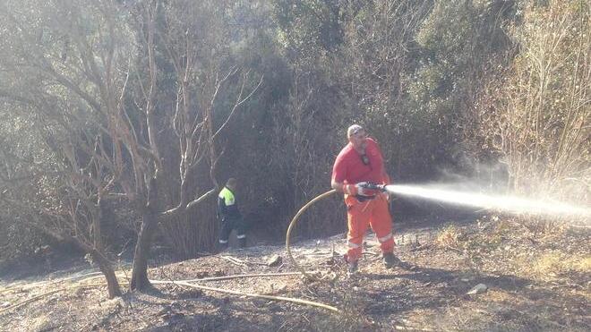 Fiamme in un’oliveta a Suvereto