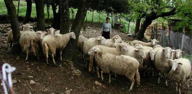 L’agnello pomarancino ha la sua carta d’identità 