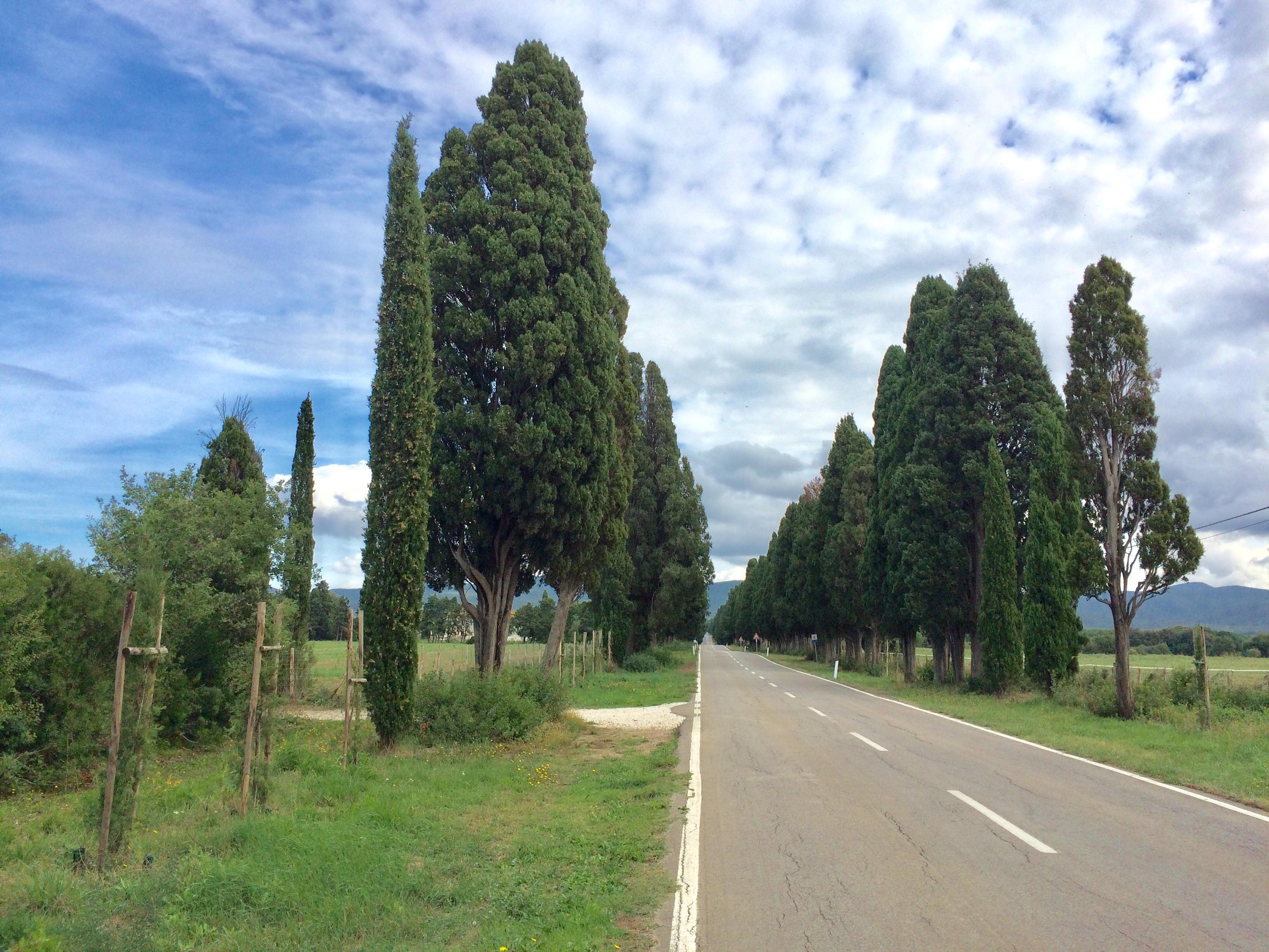 Attaccati dai caprioli i piccoli cipressi del viale di San Guido 