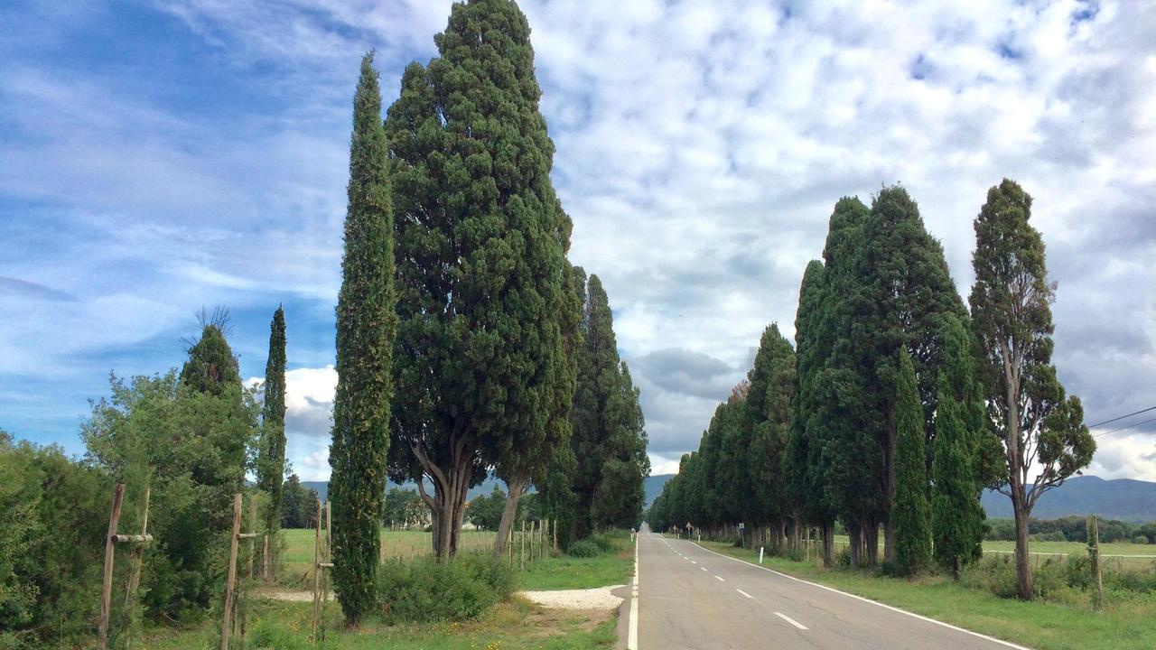 Attaccati dai caprioli i piccoli cipressi del viale di San Guido