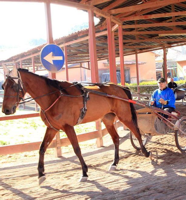 «Ricorso d’urgenza per riportare i cavalli nella pista» 