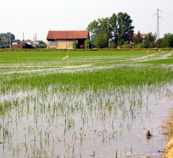 Sta per nascere un nuovo tipo di riso Sarà in grado di resistere al brusone 
