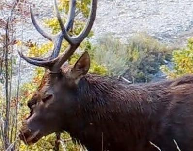 «Caccia di selezione Meglio abbattere gli esemplari malati non quelli sani» 