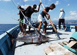 Pesce spada, cattura aperta ma ci vuole il permesso 