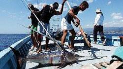 Pesce spada, cattura aperta ma ci vuole il permesso