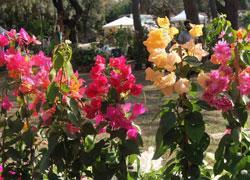 Fiori spontanei protagonisti dell’ambiente 