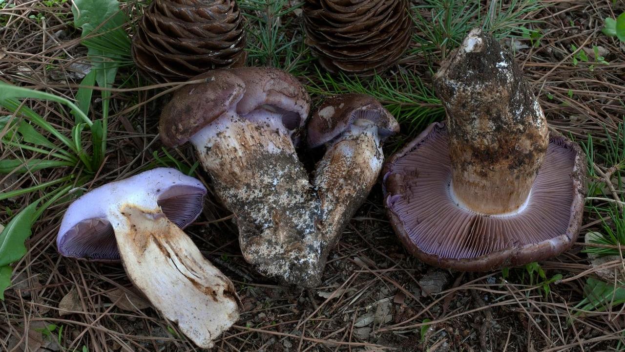 Nuoro, scoperta dal re dei funghi una nuova specie di Cortinarius 