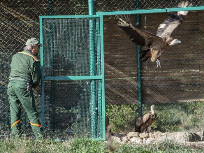 Specie a rischio, nel Sassarese liberati dodici grifoni